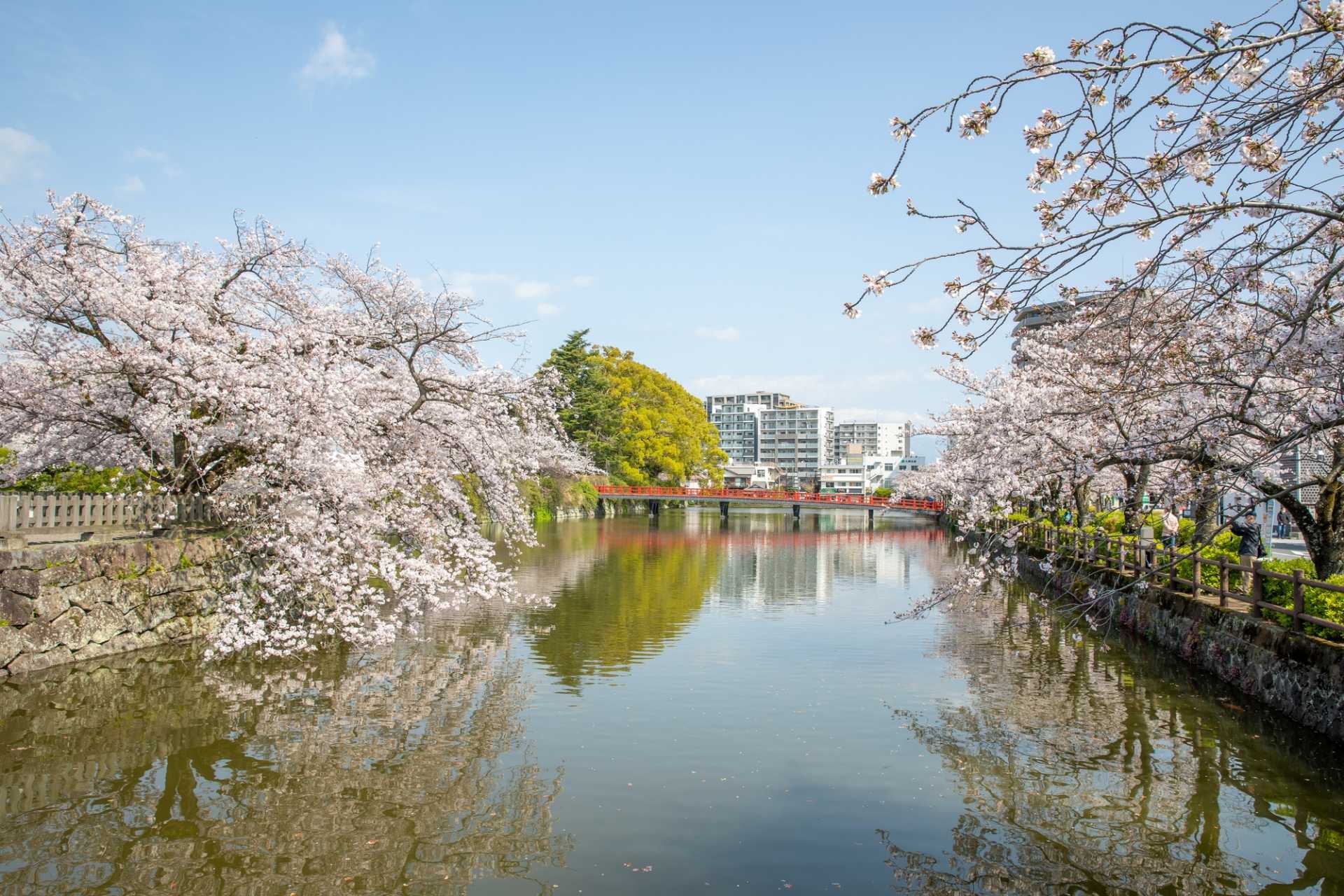 三の丸ホール庭園桜茶会 展示